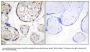 Anti-STEAP4/Stamp2 Antibody
