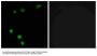 Anti-TP53INP2 Antibody