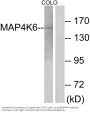 Anti-MAP4K6 MINK1 Antibody