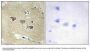 Anti-CAMK5 CAMKV Antibody