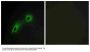 Anti-CAMK5 CAMKV Antibody