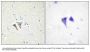 Anti-ACTR-1C Antibody