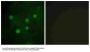Anti-BAF250B ARID1B Antibody