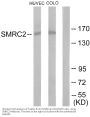 Anti-SMRC2 SMARCC2 Antibody