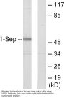 Anti-SEPT1 SEPT1; Antibody