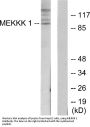 Anti-MEKKK 1 Antibody