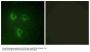 Anti-TMEPA PMEPA1 Antibody