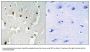 Anti-TREF1 TRERF1 Antibody