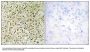 Anti-RHG07 DLC1 Antibody