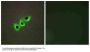 Anti-RHG07 DLC1 Antibody
