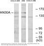 Anti-AN30A Antibody