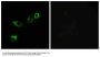 Anti-CCRL1 Antibody