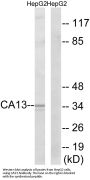 Anti-CA13/Ca Xiii Antibody