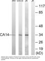 Anti-CA14/Ca Xiv Antibody
