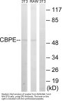 Anti-CPE/Carboxypeptidase E Antibody