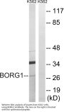 Anti-BORG1 CDC42EP2 Antibody