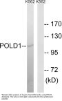 Anti-POLD1 Antibody