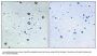 Anti-MARCH2 MARCH2; Antibody