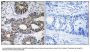 Anti-EIF1AY Antibody