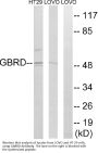 Anti-GABRD/Gaba A Receptor Delta Antibody