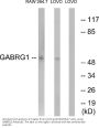 Anti-GABRG1 Antibody