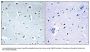Anti-TUBGCP3 Antibody