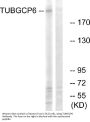Anti-TUBGCP6/Gcp6 Antibody