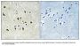 Anti-TUBGCP6/Gcp6 Antibody