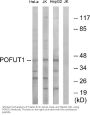 Anti-POFUT1 Antibody