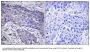 Anti-POFUT1 Antibody