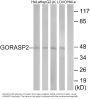 Anti-GORASP2/Grasp55 Antibody