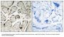 Anti-GIMAP5 Antibody