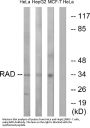 Anti-RAD RRAD Antibody