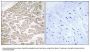 Anti-RAD RRAD Antibody