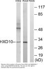 Anti-Homeobox protein Hox-D10 HOXD10 Antibody