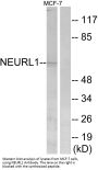Anti-NEURL1 Antibody