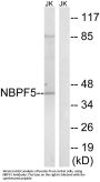 Anti-NBPF5 NBPF5P Antibody