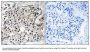 Anti-PECI ECI2 Antibody