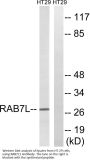 Anti-RAB7L1 RAB29 Antibody