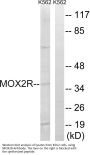 Anti-MOX2R CD200R1 Antibody
