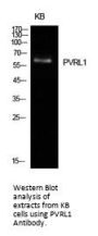 Anti-PVRL1 Antibody