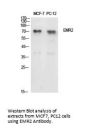 Anti-EMR2 Antibody