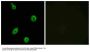 Anti-HTR5B Antibody