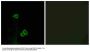 Anti-CXCR7 ACKR3 Antibody
