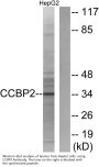 Anti-CCBP2 ACKR2 Antibody