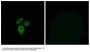 Anti-CD234 ACKR1 Antibody