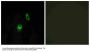 Anti-GPR124 ADGRA2 Antibody