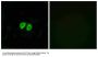 Anti-GPR56 ADGRG1 Antibody