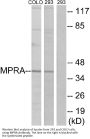 Anti-MPRA Antibody