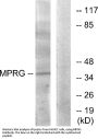 Anti-MPRG PAQR5 Antibody
